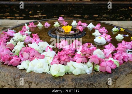 Sri Lanka Anuradhapura - bellissimi fiori di loto rosa e bianco in ciotola d'acqua Foto Stock