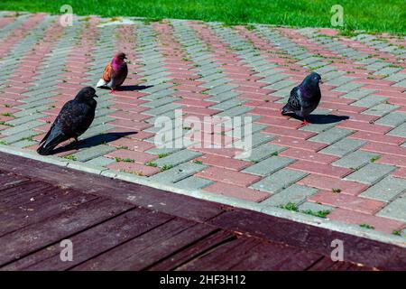 Piccioni in piedi sul marciapiede . Uccelli cittadini sul marciapiede Foto Stock