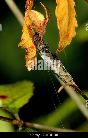 Ragno orbweaver dorato che mangia un coleottero Foto Stock