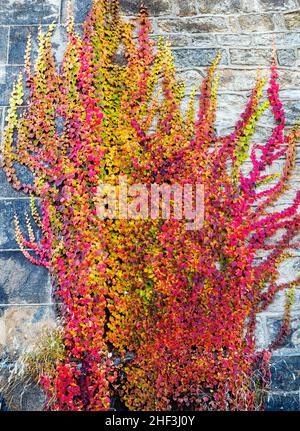 Muro di pietra coperto Ivy in splendidi colori autunno fogliame Foto Stock