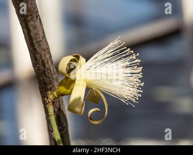 Dettaglio della rasatura la boccola albero nella regione tropicale Foto Stock