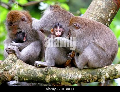 Una famiglia di scimmie con due bambini nella foresta di scimmie di Sangeh a Ubud, Bali, Indonesia Foto Stock