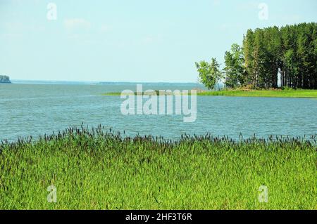 Uno sguardo attraverso i folti di canne alla baia di un grande lago con una foresta di conifere sul bordo. Novosibirsk Reservoir, Siberia, Russia. Foto Stock