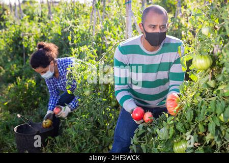 Agricoltore ispanico che raccoglie pomodori maturi in campo agricolo Foto Stock