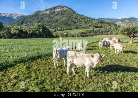 Le mucche al pascolo a prato nelle Alpes vicino Seyne Foto Stock