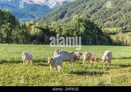 Le mucche al pascolo a prato nelle Alpes vicino Seyne Foto Stock