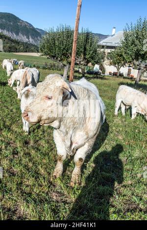 Le mucche al pascolo a prato nelle Alpes vicino Seyne Foto Stock