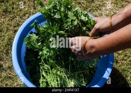 Femmina raccolto steli cotti coriandolo foglie fresche per lavare in vasca secchio. Fattoria mercato vegetale. Verdure verdi asiatiche Foto Stock