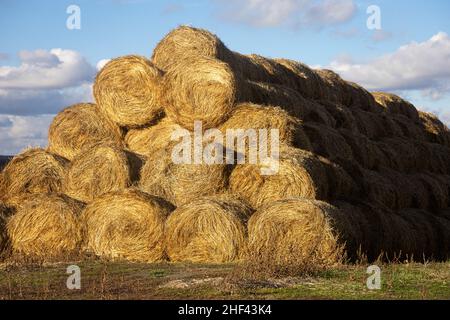 Palo triangolare di fieno arrotolato messo l'uno sull'altro su terreno bagnato creando montagne di fieno con cielo blu con poche nuvole sullo sfondo. Fieno d'oro Foto Stock