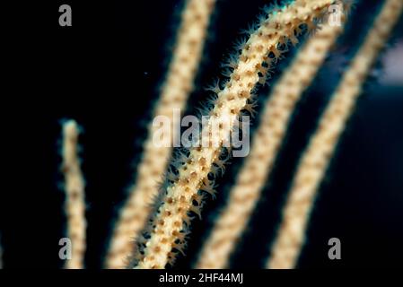 Giallo mare frusta Eunicella cavolini Foto Stock