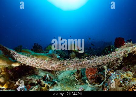 Perdita di rete di pesca fantasma Apo Island Filippine Foto Stock