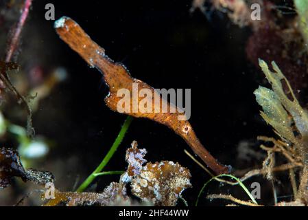 Robusto Ghost Pipefish Solenostomus cyanopterus Foto Stock