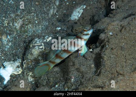 Diagonale Amblyeleotris Shrimp-Goby diagonalis Foto Stock