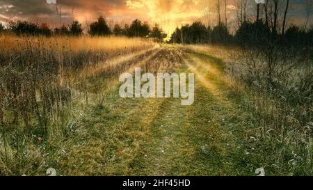 In un prato naturale un sentiero d'erba si dirige verso un tramonto dietro gli alberi. Foto Stock