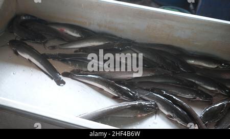 PESCE al MERCATO DEI FIORI DI THEWET, zona Wat Sam Phraya, Phra Nakhon BANGKOK, THAILANDIA Foto Stock