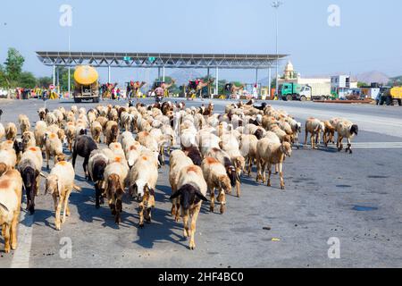 pecore in un gregge che attraversa la strada all'autostrada vicino a un casello Foto Stock