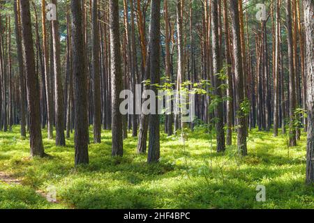 Raggi del sole che scorre attraverso i pini e che illuminano il fogliame verde giovane. Foto Stock