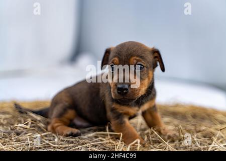 Il marrone Jack Russell di un mese si erge su un fieno. Fuori per la prima volta, temi animali, fuoco selettivo, sfocatura Foto Stock