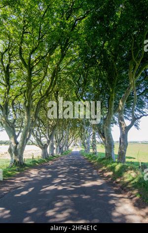 The Dark Hedges, un viale di faggi lungo Bregagh Road nella contea di Antrim, Irlanda del Nord Foto Stock