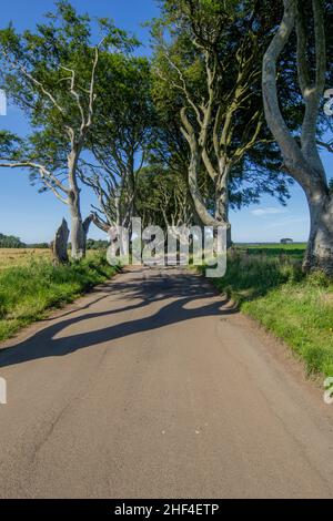 The Dark Hedges, un viale di faggi lungo Bregagh Road nella contea di Antrim, Irlanda del Nord Foto Stock