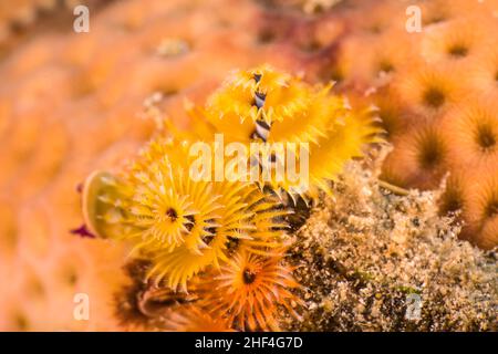 Primo piano, macro di Christmas Tree Worm nella barriera corallina del Mar dei Caraibi, Curacao Foto Stock