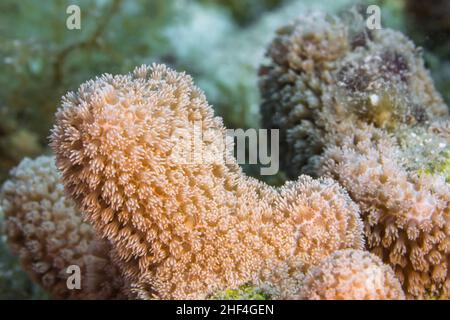 Primo piano, macro della morfologia dei coralli nella barriera corallina del Mar dei Caraibi, Curacao Foto Stock