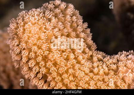 Primo piano, macro della morfologia dei coralli nella barriera corallina del Mar dei Caraibi, Curacao Foto Stock