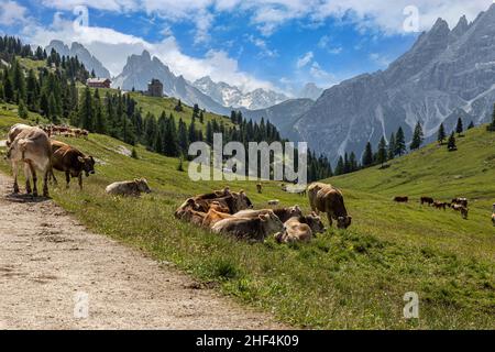 Bovini da latte fotografati nei pascoli montani delle Alpi italiane Foto Stock