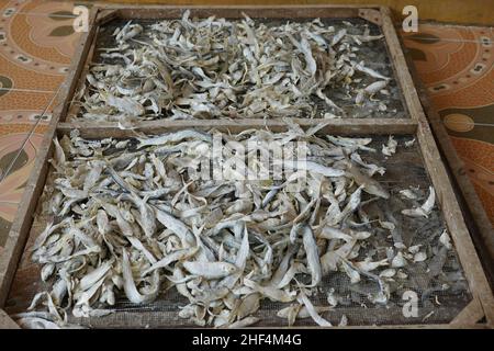 Pesce salato catturato da pescatori locali che sono essiccati al sole in modo che sono durevoli e possono durare a lungo, non marciume. Salatura ed essiccazione è Foto Stock