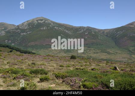 Parte montuosa della Cantabria nel nord della Spagna, estate e erica fioritura Foto Stock