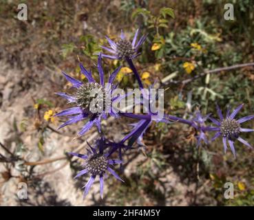 Flora della Cantabria - teste di fiori blu di Eryngium borgatii, mare del Mediterraneo sacro Foto Stock