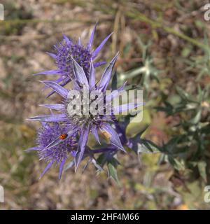 Flora della Cantabria - teste di fiori blu di Eryngium borgatii, mare del Mediterraneo sacro Foto Stock