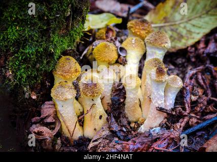 Autunno, commestibile, funghi della foresta funghi Miele, Armillaria mellea, nella foresta Foto Stock