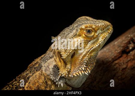 Orientale Drago Barbuto (Pogona barbata) Foto Stock