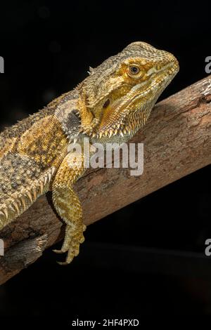 Orientale Drago Barbuto (Pogona barbata) Foto Stock