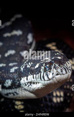 Primo piano del tappeto Diamante Python (Morelia spilota) Foto Stock