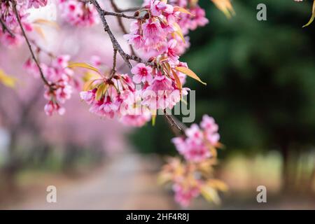 Chiang mai, Tailandia. 14th Jan 2022. Un primo piano di alberi di Ciliegio Himalayani in fiore a Chiangmai, Thailandia, 14 gennaio 2022. La Thailandia ha i primi ciliegi in fiore nel mondo ogni anno, nel Khun Wang Royal Agricultural Project, creato dal compianto re Bhumibol Adulyadej. (Credit Image: © Andre Malerba/ZUMA Press Wire) Foto Stock