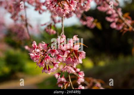 Chiang mai, Tailandia. 14th Jan 2022. Un primo piano di alberi di Ciliegio Himalayani in fiore a Chiangmai, Thailandia, 14 gennaio 2022. La Thailandia ha i primi ciliegi in fiore nel mondo ogni anno, nel Khun Wang Royal Agricultural Project, creato dal compianto re Bhumibol Adulyadej. (Credit Image: © Andre Malerba/ZUMA Press Wire) Foto Stock