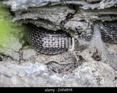 Scaglie di serpenti di serpente aesculapiano (Zamenis longissimus) adulto nascosto nella Serbia occidentale Foto Stock