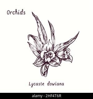 Collezione di fiori di Lycaste dowiana orchidee. Inchiostro bianco e nero doble disegno in legno taglio con iscrizione. Foto Stock