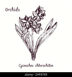 Cycnoches clorochillon orchidee fiore collezione. Inchiostro bianco e nero doble disegno in legno taglio con iscrizione. Foto Stock