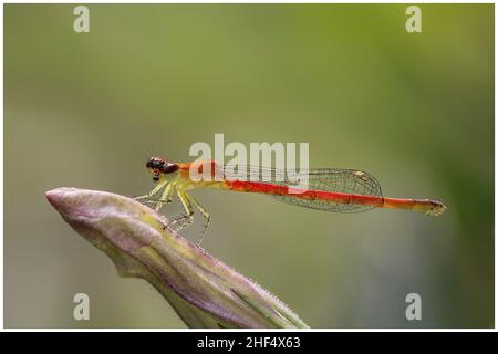 Libellule nel parco di ho Chi Minh City Foto Stock