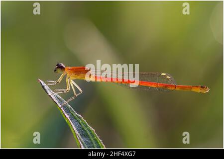 Libellule nel parco di ho Chi Minh City Foto Stock