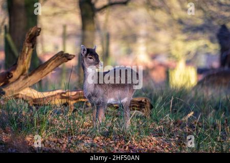 Cervo giovane zappino in legno. Foto Stock