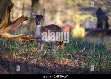 Cervo giovane zappino in legno. Foto Stock