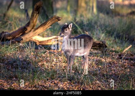 Cervo giovane zappino in legno. Foto Stock