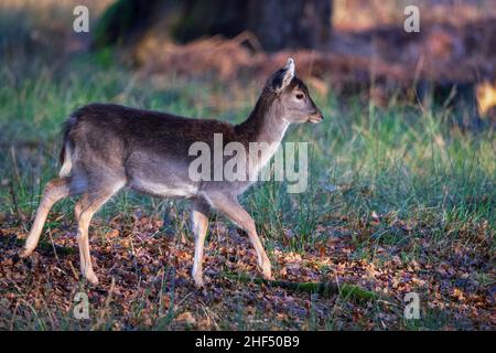 Cervo giovane zappino in legno. Foto Stock