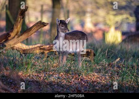 Cervo giovane zappino in legno. Foto Stock