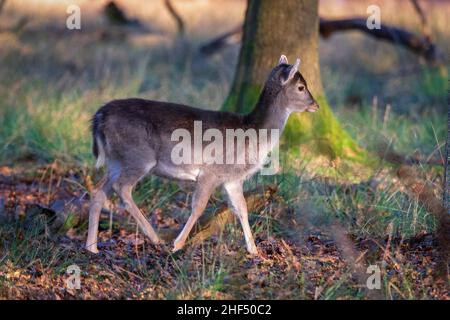 Cervo giovane zappino in legno. Foto Stock