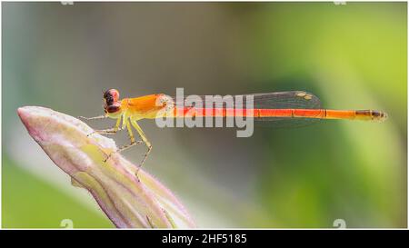 Libellule nel parco di ho Chi Minh City Foto Stock